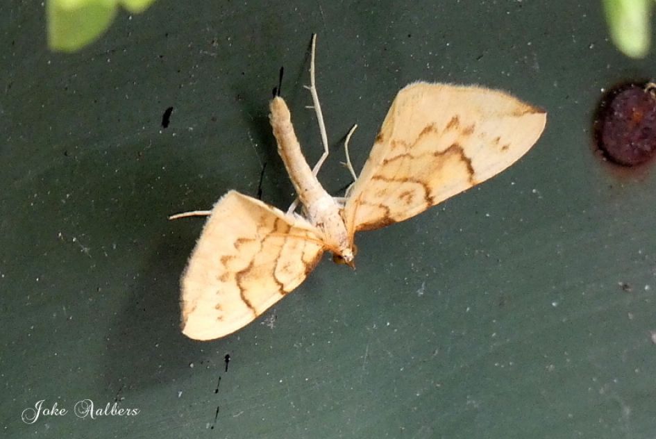 Wat is dit voor vlindertje.